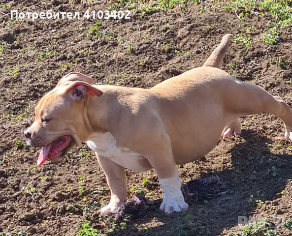 Американско були-покет , снимка 2 - Други - 49409254