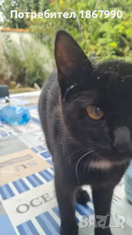 две женски котета търсят дом, снимка 7 - Други - 55965840