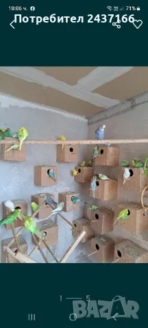 Вълнисти папагали 