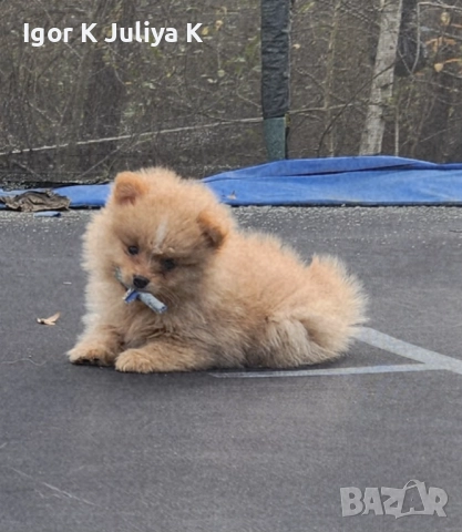 Уникални миниатюрни пухкави померани мини шпицове, снимка 9 - Померан - 49178159