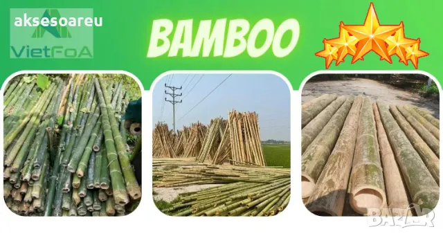 Семена бамбук Moso Bambo декоративни растения за дома и двора бамбуков разсад за декорация, снимка 15 - Сортови семена и луковици - 48995495