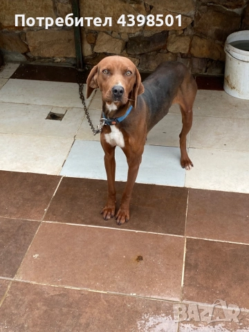 Гонче Балканско, снимка 5 - Гонче - 52694334