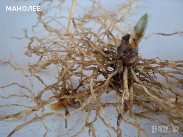 МОМИНА СЪЛЗА, снимка 2 - Градински цветя и растения - 52005924