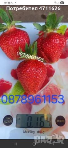 Разсад ягоди целогодишни 