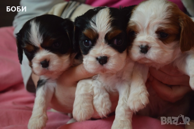 Кавалер Кинг Чарлз Шпаньол, снимка 4 - Кавалер кинг чарлз шпаньол - 52735606