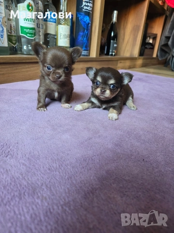 Продавам чихоа, снимка 5 - Чихуахуа - 53705975