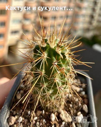 ТОП ОФЕРТА - КАКТУС ECHINOCEREUS NICHOLII, снимка 1 - Градински цветя и растения - 41715776