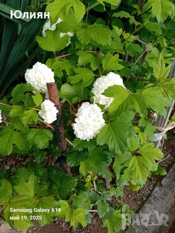 Снежна топка,Картоп,Калина , снимка 3 - Разсади - 50475641