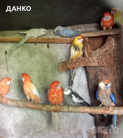 ПЕНАНТОВИ И ПЪСТРИ РОЗЕЛИ–МУТАЦИИ/тазигодишни/, снимка 14 - Папагали - 50988054