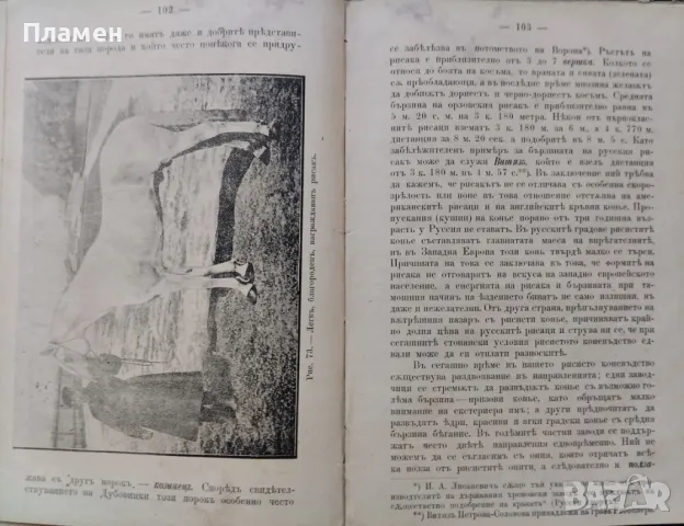 Коневъдство Павелъ Кулешовъ /1892/, снимка 11 - Антикварни и старинни предмети - 47534397
