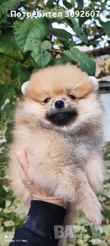 померан момче, снимка 6 - Померан - 52531334