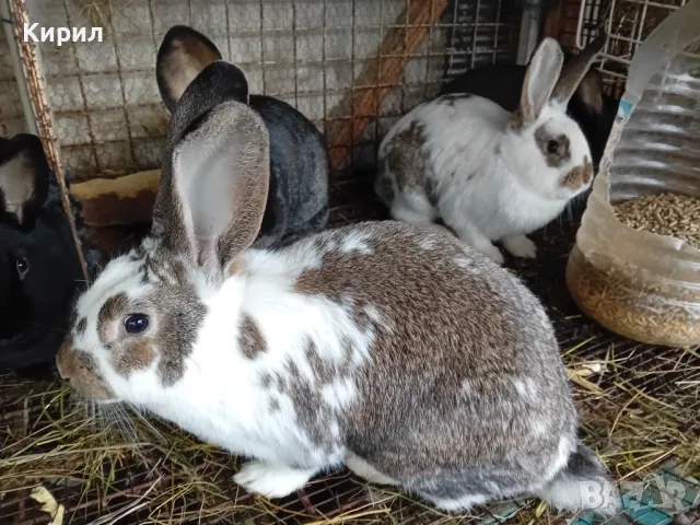 Зайци, снимка 12 - Други животни - 48005558