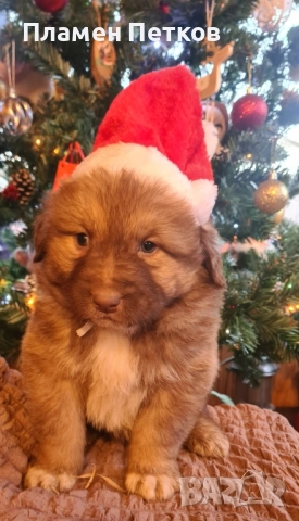 Българско овчарско куче , снимка 4 - Каракачанска овчарка - 52714244