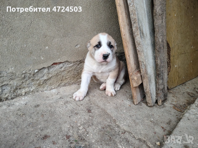 Алабай (Средноазиатски овчарки), снимка 2 - Алабай - 53293792