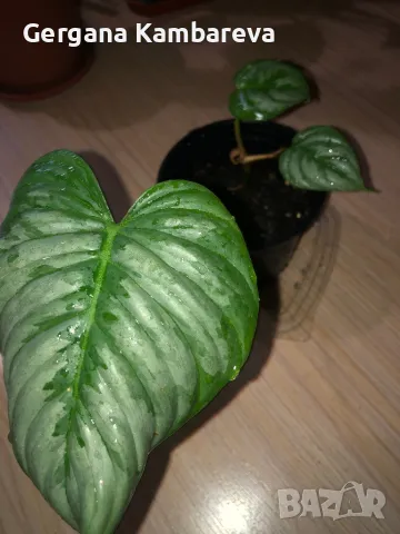 Philodendron Sodiroi , снимка 3 - Стайни растения - 47539655