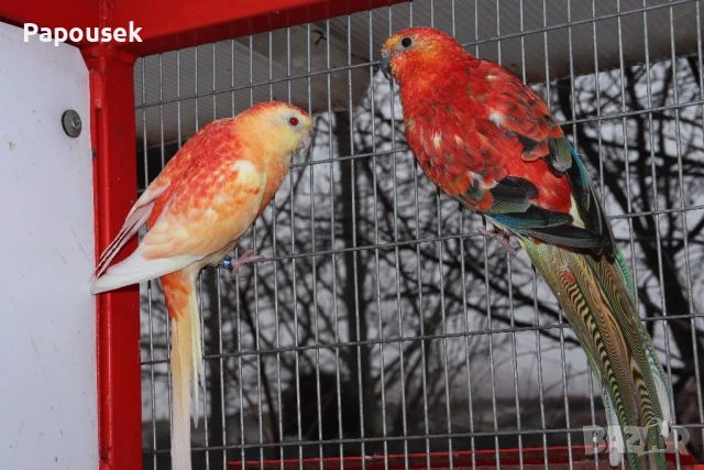 Работещи двойки Пойни Папагали , снимка 4 - Папагали - 50786813