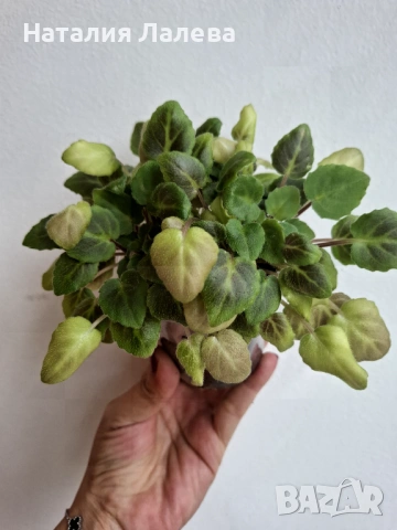 Мини сентполия трейлър, trail along, снимка 2 - Стайни растения - 53592066