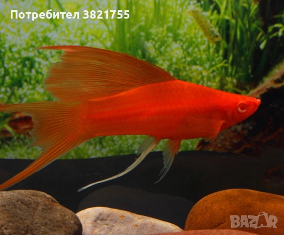 Декоративни рибки, хелер, хелер албино ред, снимка 5 - Рибки - 52128609