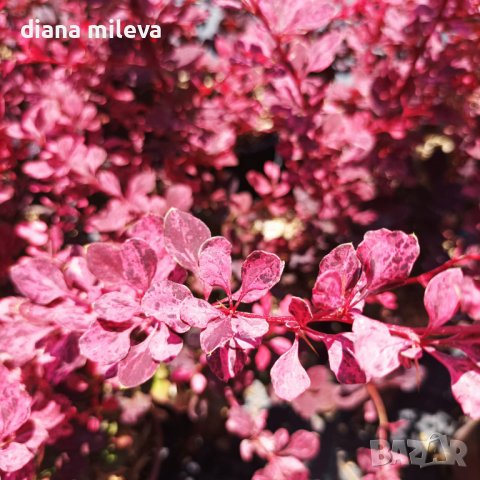 Берберис Розова Кралица / Berberis Pink queen, снимка 1