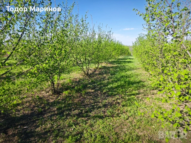 лешници био бадеми, орехи , снимка 8 - Домашни продукти - 52126717