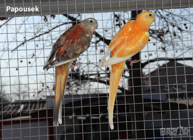 Работещи двойки Пойни Папагали , снимка 13 - Папагали - 50786813