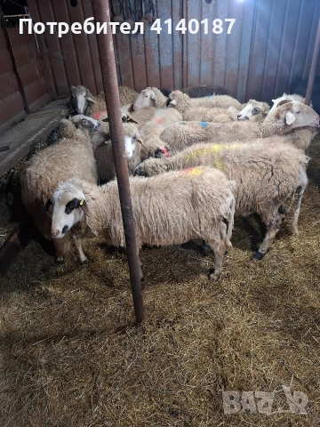 продавам 11бр овце бракувани за клане 