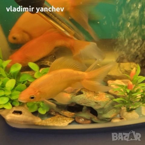 аквариум с 4 броя големи риби , снимка 7 - Рибки - 53253393