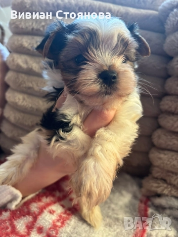 Йорки бивър Изгодно! , снимка 4 - Йоркширски териер - 52531398