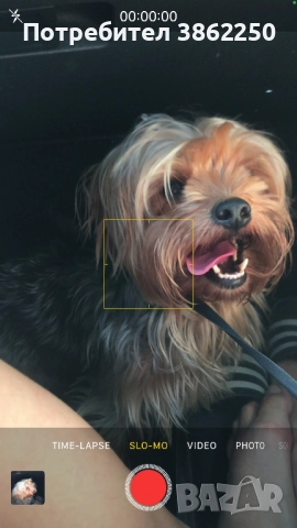 Търсим мъжки йоркширски териер (yorkie) за разплод., снимка 5 - Йоркширски териер - 52908374