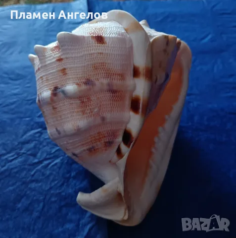 Голяма естествена раковина"Рогат шлем" (Cassis cornuta). , снимка 6 - Декорация за дома - 56204160