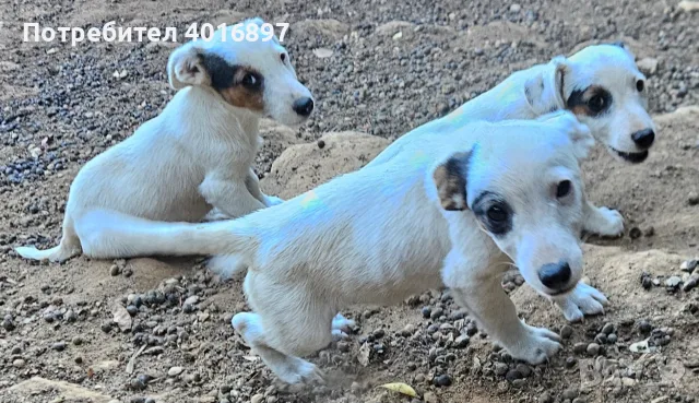 Продавам джак ръсел териер, снимка 4 - Джак ръсел териер - 55836168