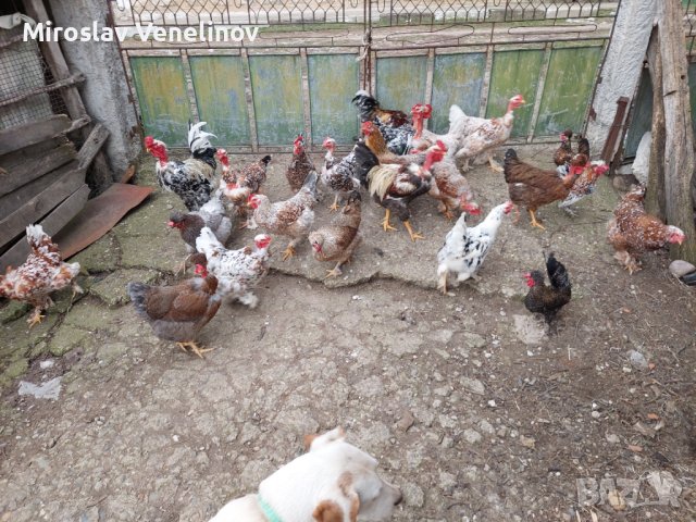 Продавам яйца от смесено стадо кокошки , снимка 2 - Кокошки и пуйки - 44311606