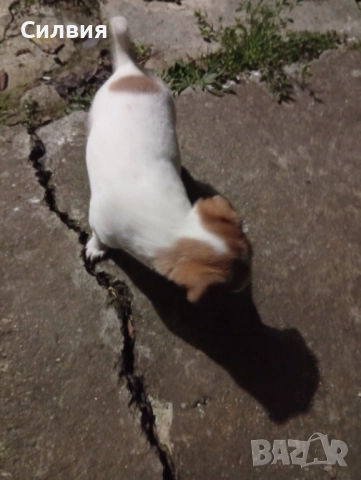 Джак Ръсел -женско кученце, снимка 2 - Джак ръсел териер - 52817100