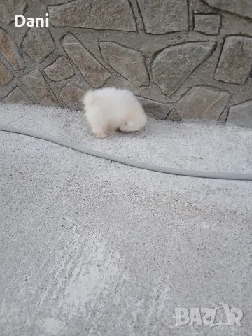 Mini Pomeran Momce, снимка 5 - Померан - 55735876