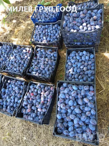 Сини сливи Стенли, снимка 2 - Домашни продукти - 55623336