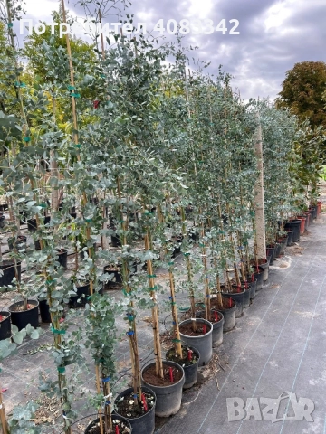 Евкалипт Студоустойчив 