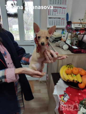 Продавам мини пинчер , снимка 2 - Пинчер - 52717708