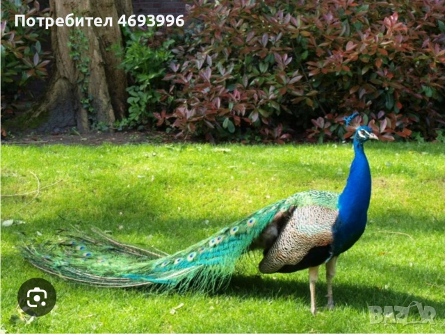 мъжки паун на три години