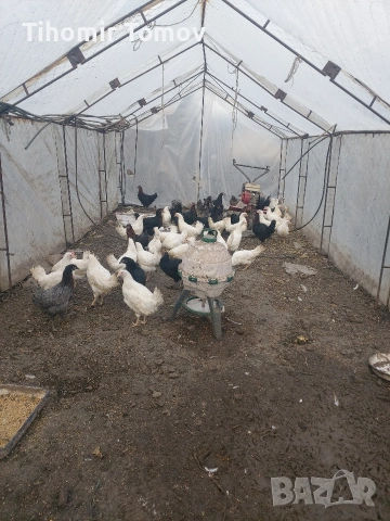 продавам ярки легхорн и доминант, снимка 3 - Кокошки и пуйки - 53426644