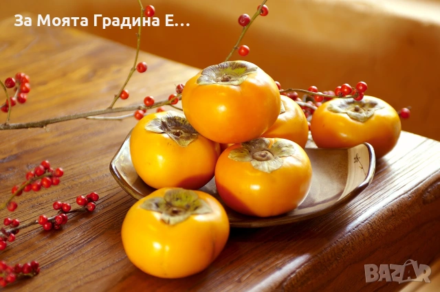 Райска ябълка 4 вида , снимка 5 - Градински цветя и растения - 53620414