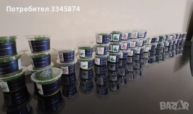 Аквариумни растения, снимка 2 - Аквариуми - 53614117