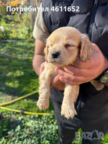 кокерчета, снимка 11 - Шпаньоли - 52281572