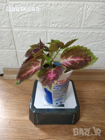 6 копривки по 1 евро + подарък, снимка 5 - Стайни растения - 53692920