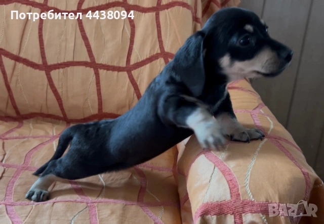 Продавам мини дакелчета , снимка 7 - Дакели - 53272079