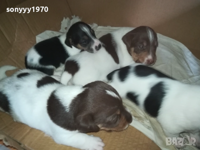 ДЖАК РЪСЕЛ-250ЛВ ЗА БРОЙ 0409251453, снимка 3 - Джак ръсел териер - 51605105