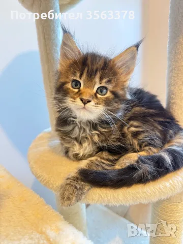 Maine coon чистокръвни, снимка 4 - Мейн кун - 56132815