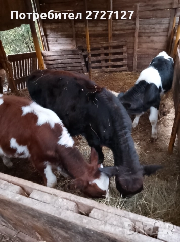 Продавам телета, снимка 1