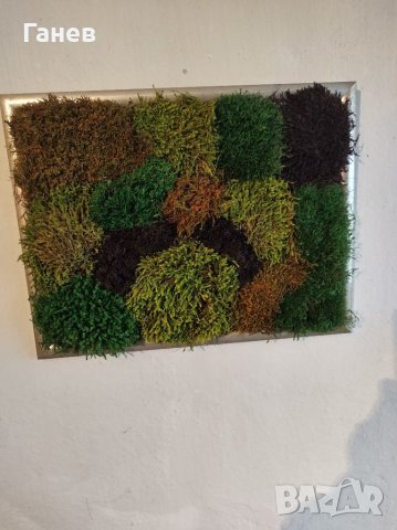 Жива картина от стабилизиран мъх