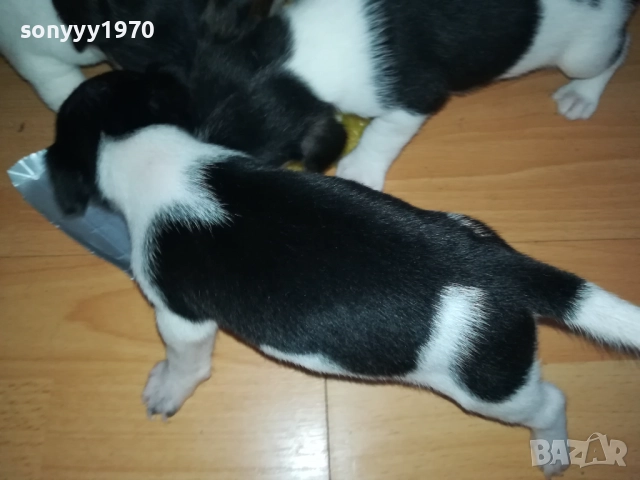 ДЖАК РЪСЕЛ 250ЛВ ЗА КУТРЕ 2509251343, снимка 13 - Джак ръсел териер - 51834098