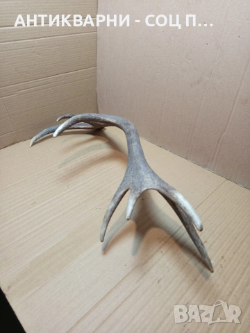 Стар Единичен Еленски Рог Рога Тегло 1.350кг. НОМЕР 707., снимка 6 - Антикварни и старинни предмети - 53500297